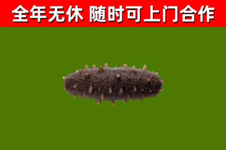 花山烟酒回收干海参.jpg